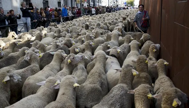 A shepherd leads a flock of around 2000 merino sheep during the annual sheep parade through Madrid, Spain, October 25, 2015. (Photo by Sergio Perez/Reuters)