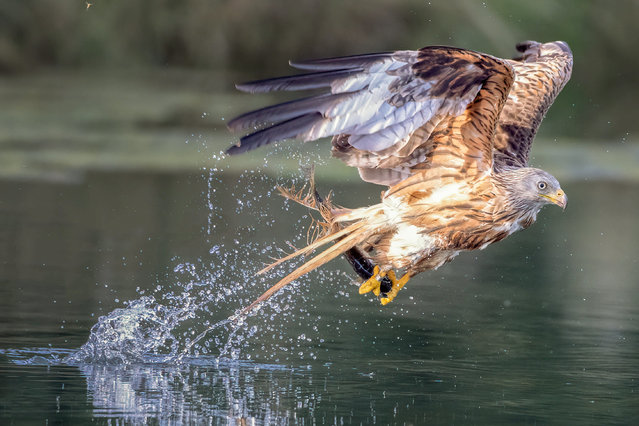 A red kite swoops down to snatch a live fish from the water in the first decade of August 2025 — a rare behaviour for this primarily scavenging bird, whose diet usually consists of carrion and earthworms. (Photo by Julie Yates/Solent News & Photo Agency)
