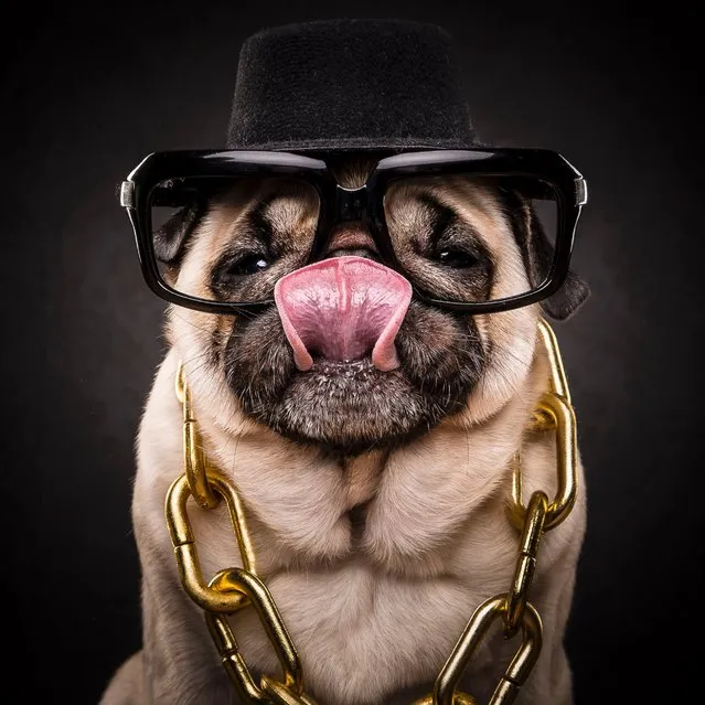 Pictured is Run Pug. (Photo by Caters News Agency/Dog Photographers)