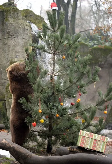 Kamchatka Brown Bear Mascha stands beside a Christmas tree, decorated with fruits and fish, at Hagenbecks zoo in Hamburg, northern Germany on December 5, 2014. (Photo by Fabian Bimmer/Reuters)