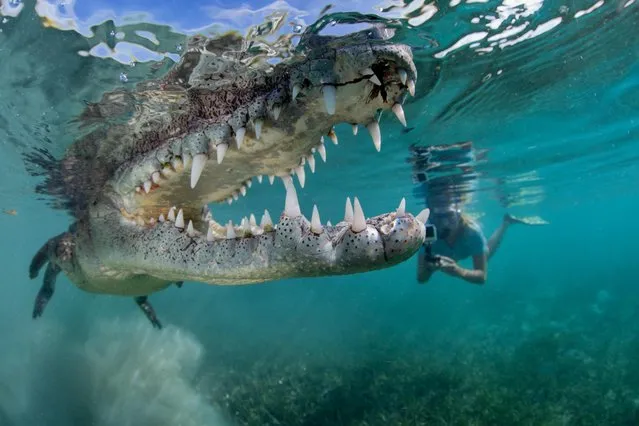 The shots were taken by one of the world's leading underwater photographer and publisher of Alert Diver magazine Stephen Frink, (67) from Key Largo, Florida Keys when he took a trip to Cuba with his daughter Alexa (23) August 1, 2016. The eight-foot-long reptile opened its mouth, flashed a glimpse of its razor-sharp teeth and flexed its long, strong legs when the camera came within two inches of its mouth. In a bid to prove how impressive these fearsome hunters can be, the up-close images provide a close view of the large predator while the video shows the crocodile try to gobble up the camera. (Photo by Stephen Frink/MediaDrumworld.com)
