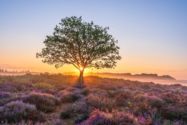A purple haze of heather as the sun rises over the New Forest near Lyndhurst, Hampshire in UK on July 28, 2025. (Photo by Steve Hogan/Bournemouth News)