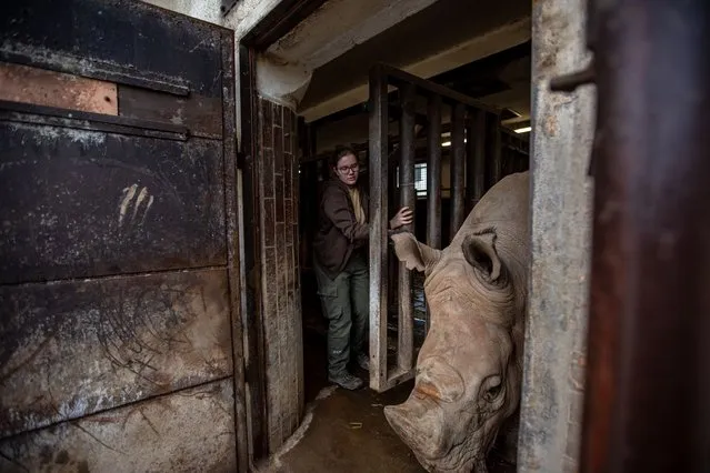 A keeper lets out a white rhino to outside enclosure at the Safari Park in Dvur Kralove nad Labem, Czech Republic, 14 March 2023. The third calf of the seriously endangered eastern black rhinoceros (Diceros bicornis michaeli) has been born in just one year in the Safari Park Dvur Kralove, zoo located 150 kilometres east of Prague. According to the zoo, Safari's cubs represent fifty percent of all cubs born in zoos in a given period. Worldwide population of this species, decimated in their natural habitat by hunting and poaching for their horns, is estimated at 800. The newborn male is the 49th addition to the breeding population of eastern black rhinoceros in Dvur Kralove which began in the 1970s. It currently lives in a safari 15 eastern black rhinoceros, the largest group in the gardens worldwide. In the past years also repeatedly eastern black rhinos from Dvur Kralove headed back to Africa, specifically to Tanzania and Rwanda. (Photo by Martin Divisek/EPA/EFE)