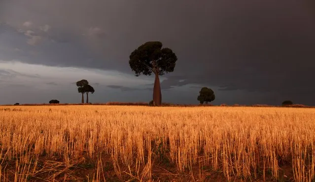 Freshly cut wheat stands under approaching storm clouds on a property owned by a farmer near Roma, west of Brisbane, Australia, in this October 29, 2011 file photo. (Photo by Tim Wimborne/Reuters)