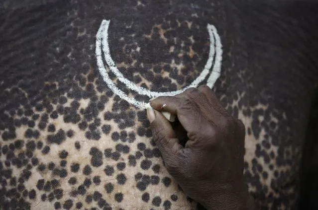 The forehead of an elephant is pictured as a mahout decorates it using chalk while preparing for the Elephant Festival at Sauraha in Chitwan, south of Kathmandu, December 26, 2014. (Photo by Navesh Chitrakar/Reuters)