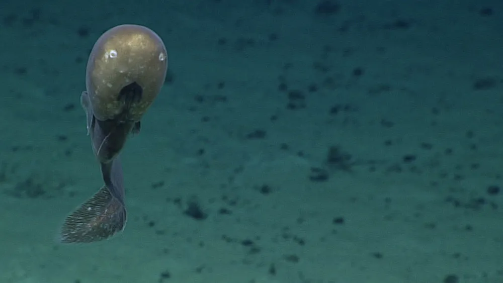 Deepwater Exploration of the Marianas Trench