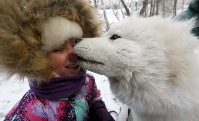 A child plays with Rich, a 5-month-old Samoyed Laika dog, during the celebrations for the birthday of Father Frost, the Russian equivalent of Santa Claus, at his local residence, located in the Taiga area at the Royev Ruchey Park of Flora and Fauna on the suburbs of the Siberian city of Krasnoyarsk, Russia, November 18, 2015. (Photo by Ilya Naymushin/Reuters)