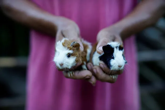 A farmer shows his newborn pet guinea pigs in Santo Domingo, Cuba, March 31, 2018. (Photo by Alexandre Meneghini/Reuters)