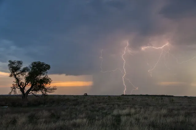 A lightning storm during a thunderstorm, on April 26, 2014, in Childress, Texas. (Photo by Roger Hill/Barcroft Media)