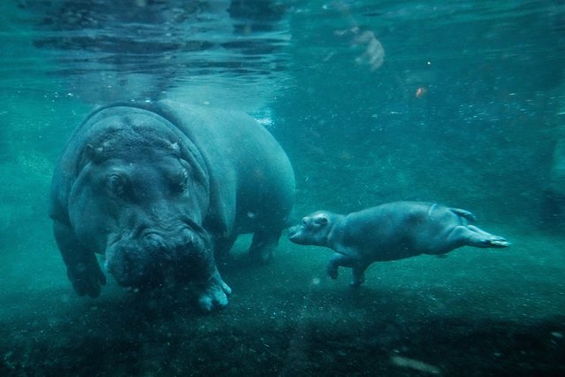 A hippo calf, born in September, explores the large water basin for the first time in public together with its mother Nala at the Zoo in Berlin, Germany, Thursday, November 6, 2025. (Photo by Markus Schreiber/AP Photo)