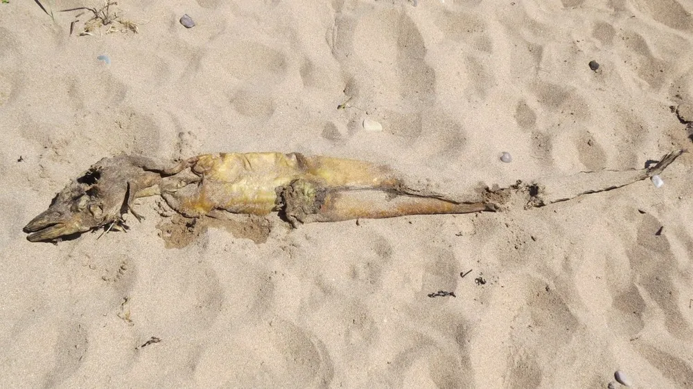 Mysterious Sea Creature Washes Ashore in UK