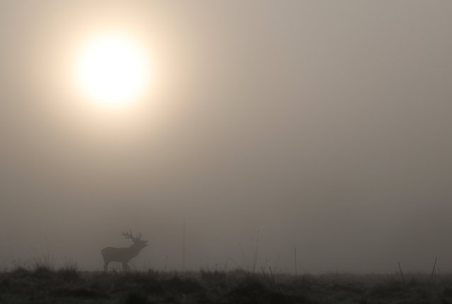 A deer roars as the annual rutting season begins, during a foggy autumn morning in Richmond Park, London, Britain, on September 29, 2025. (Photo by Toby Melville/Reuters)