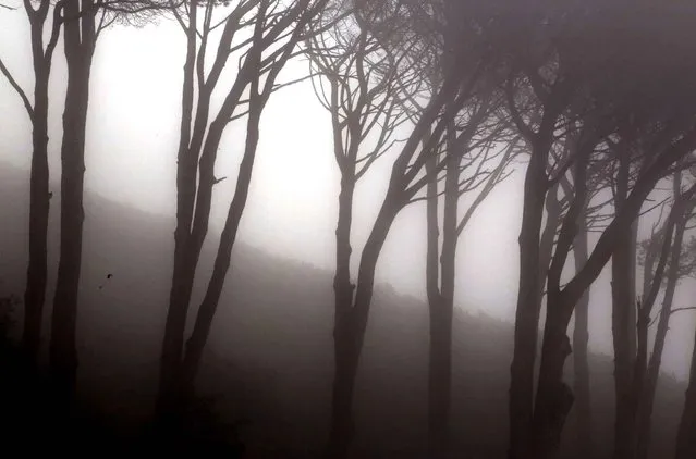 Trees covered in mist are seen on Table Mountain national park above the city of Cape Town, South Africa, Sunday, October 4, 2015. (Photo by Schalk van Zuydam/AP Photo)