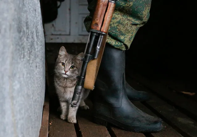 A cat stands behind a machine gun of a militant of the self-proclaimed Donetsk People's Republic (DPR) check the situation at the positions on a front line 25 km from pro-Russian militants controlled city of Donetsk, Ukraine, 23 January 2021. Six ceasefire violations were recorded in the area of the Joint Forces Operation (JFO) on 22 January, the press center of the Ukrainian JFO Command claimed in an update on 23 January 2021. (Photo by Dave Mustaine/EPA/EFE)