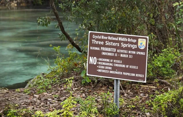 A sign welcomes visitors to the Three Sisters Springs in Crystal River, Florida January 15, 2015. Manatees can be seen in the background (L), taking sanctuary in an area off limits to people. (Photo by Scott Audette/Reuters)