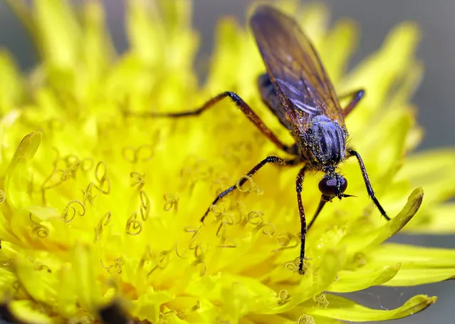 A fly eats the nectar of dandelion flower in a forest on the outskirts of Minsk, Belarus, Monday, May 14, 2018, during a spring sunny day. (Photo by Sergei Grits/AP Photo)