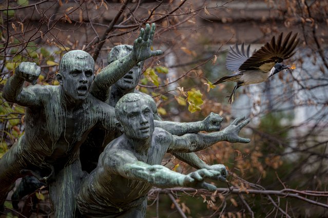 A bird flies off from a statue in Bucharest, Romania, Friday, November 22, 2024. (Photo by Andreea Alexandru/AP Photo)