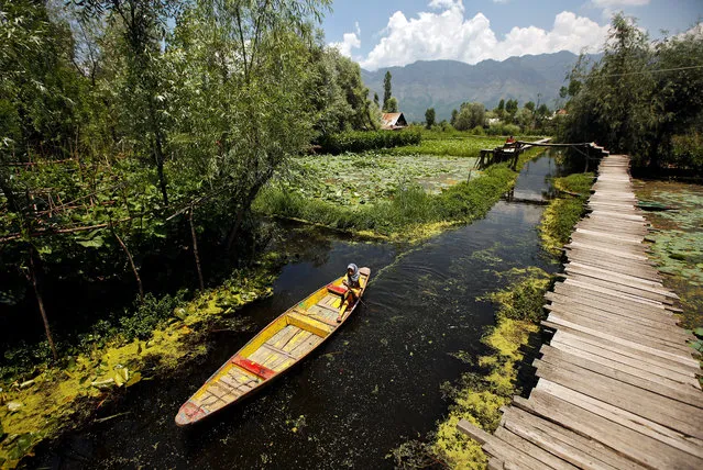 A girl rows a boat in the interiors of the polluted Dal Lake in Srinagar June 26, 2018. (Photo by Danish Ismail/Reuters)