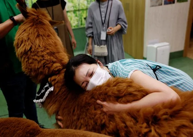 Yoko Tanabe hugs an alpaca named Satsuki while she visits Alpaca Fureai Land in Tokyo, Japan on June 21, 2023. (Photo by Kim Kyung-Hoon/Reuters)