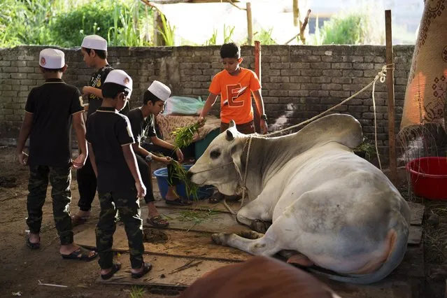 Rohingya Muslim children feed a cow which will be slaughtered for sacrifice during the Islamic holiday of Eid al-Adha, or the Feast of the Sacrifice, near a mosque in Selayang on the outskirts of Kuala Lumpur, Malaysia, Thursday, June 29, 2023. (Photo by Vincent Thian/AP Photo)