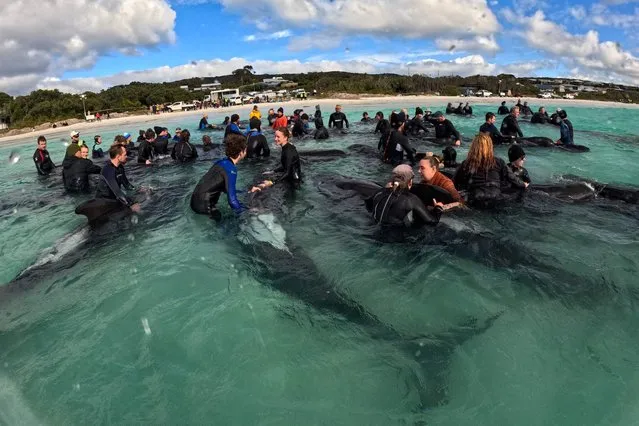 A handout photograph taken and released on July 26, 2023 by the Western Australia Department of Biodiversity, Conservation and Attractions, shows volunteers helping pilot whales, with more than 50 whales dying after stranding themselves on Cheynes Beach in Western Australia. Authorities said they were “optimistic” that the other 45 whales in the pod could survive. (Photo by Western Australia Department of Biodiversity, Conservationa and Attraction/AFP Photo)