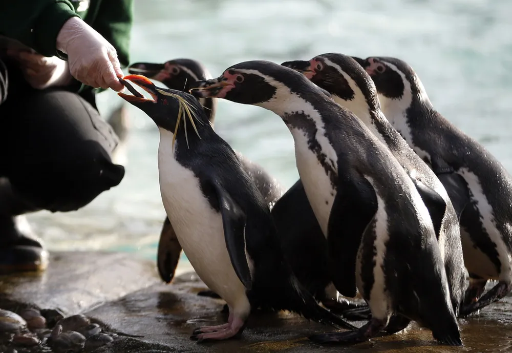 London Zoo Begins annual Animal Census