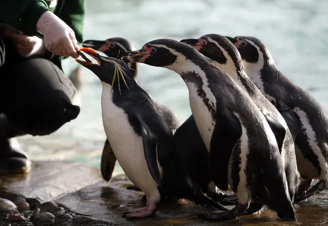 Rikki the sole Rockhopper penguin gets his fish as Humboldt penguins queue behind him during the annual stocktake press preview at London Zoo in Regents Park in London Monday, January 4, 2016. (Photo by Alastair Grant/AP Photo)