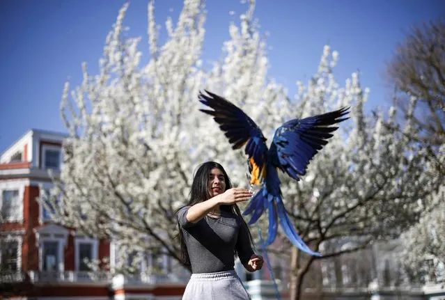 A woman trains her pet parrot in Primrose Hill, following the easing of lockdown restrictions, amid the spread of the coronavirus disease (COVID-19) outbreak, in London, Britain on March 29, 2021. (Photo by Henry Nicholls/Reuters)