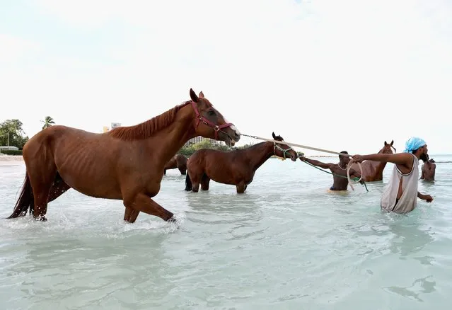 Horses from the Garrison Savannah, who are involved in celebrations today to mark 50 years of Independence, are washed in the sea first thing in the morning on December 1, 2016 in  Bridgetown, Barbados. (Photo by Chris Jackson/Getty Images)