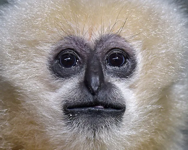 A white-cheeked gibbon watches the photographer at the zoo in Duisburg, Germany, Friday, February 20, 2015. (Photo by Martin Meissner/AP Photo)