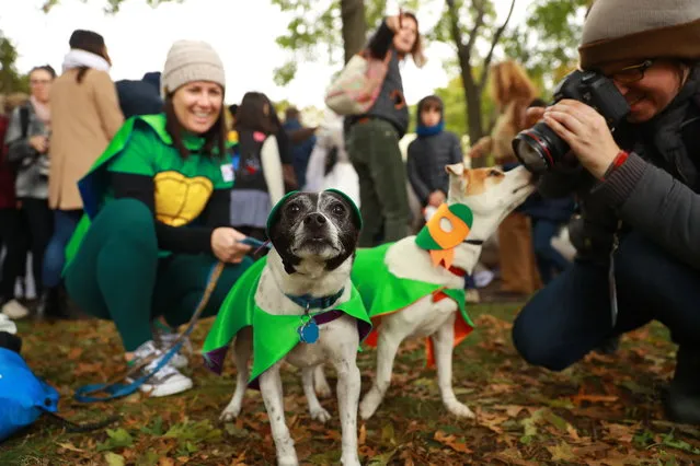 A dog in costume poses for photos during the 28th Annual Tompkins Square Halloween Dog Parade at East River Park Amphitheater in New York on October 28, 2018. (Photo by Gordon Donovan/Yahoo News)