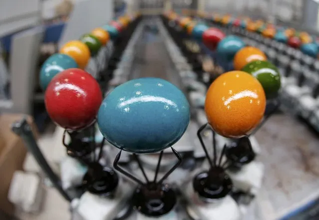Cooked and coloured eggs travel along the production line at the Schrall coloured eggs company in the Austrian Village of Diendorf March 16, 2015. (Photo by Leonhard Foeger/Reuters)