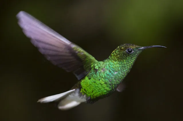 A Coppery Headed Emerald is pictured at a Hummingbird feeding station on January 07, 2016 in Monteverde Costa Rica. (Photo by Dan Kitwood/Getty Images)