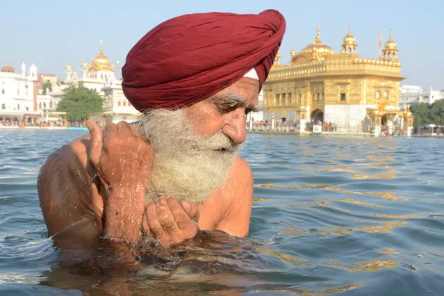 An Indian Sikh devotee takes a dip in the holy sarover (water tank) on the occasion of the 549 th birth anniversary of Guru Nanak Dev at the Golden Temple in Amritsar on November 23, 2018. Guru Nanak was the founder of the religion of Sikhism and the first of ten Sikh Gurus. (Photo by Narinder Nanu/AFP Photo)