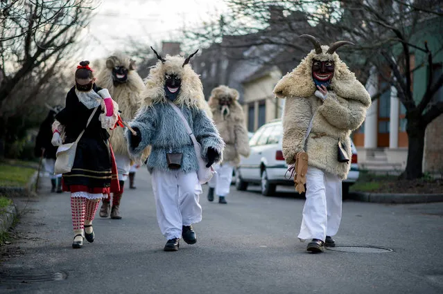 Revelers wearing sheepfur costumes  walk during the traditional carnival parade in Mohacs, 189 kms south of Budapest, Hungary, Thursday, February 4, 2016. The carnival parade of people, the so-called busos, dressed in such costumes and frightening wooden masks, using various noisy wooden rattlers to drive away winter.  (Photo by Tamas Soki/MTI via AP Photo)