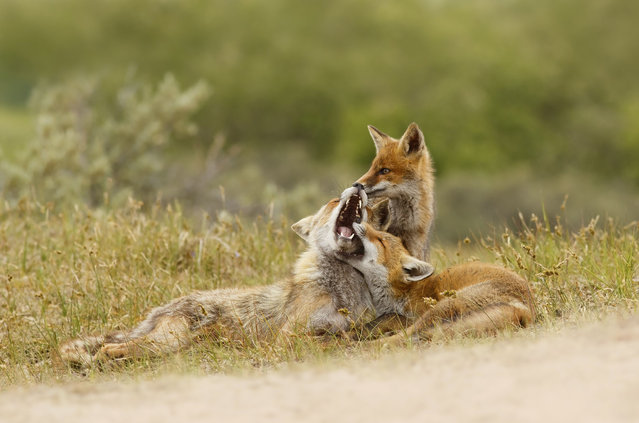 Three foxes play-fighting in the Netherlands on February 9, 2016. (Photo by Rex Features/Shutterstock)