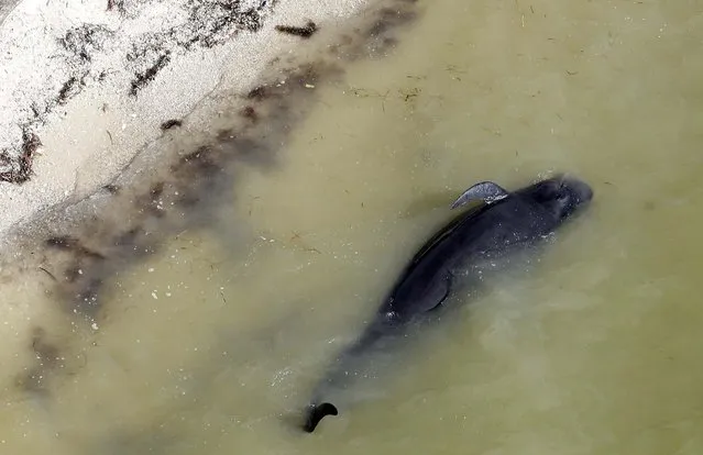 A dead pilot whale lies near the beach in a remote area of Everglades National Park, on December 4, 2013. Federal officials say 10 of the dozens of whales stranded in the Florida park are now dead. (Photo by Lynne Sladky/Associated Press)