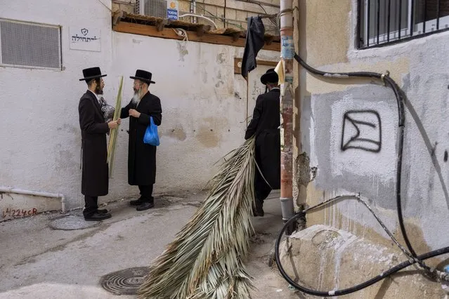 An ultra-Orthodox Jewish man carries palm fronds to build a Sukkah, a temporary structure built for the Jewish holiday of Sukkot, in Jerusalem's Mea Shearim neighborhood, Friday, October 7, 2022. The Sukkah is built and lived in during the Jewish holiday of Sukkot, also known as the Feast of Tabernacles, named for the shelters the Israelites lived in as they wandered the desert for 40 years. The week-long holiday begins Sunday. (Photo by Oded Balilty/AP Photo)