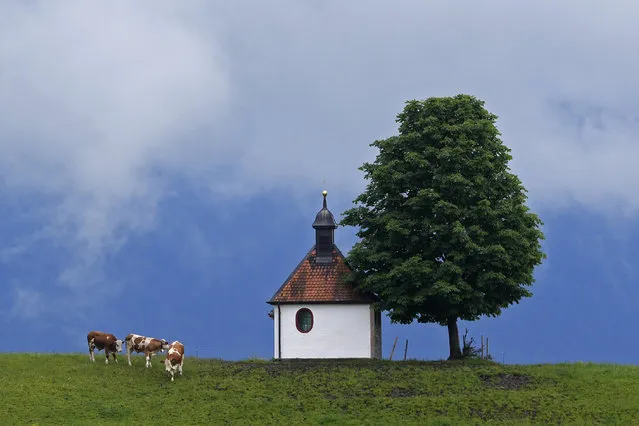 Cows graze as clouds appear over a chapel near Murnau, Germany, Sunday, May 29, 2022. (Photo by Matthias Schrader/AP Photo)