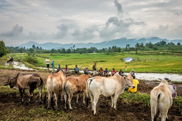 Cows wait in field before race, on March 12, 2016 in Padang, West Sumatra, Indonesia. (Photo by Teh Han Lin/Barcroft Images)
