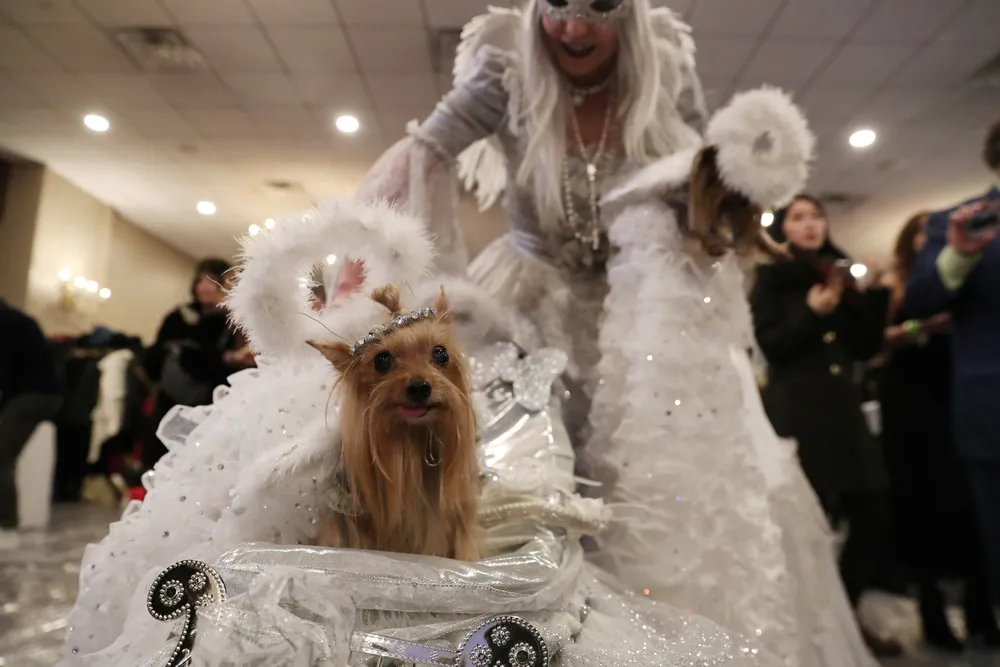 New York Pet Fashion Show 2019