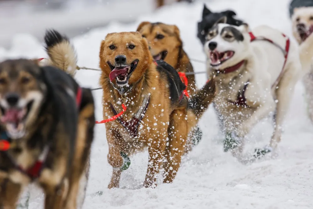 Iditarod Trail Sled Dog Race 2016