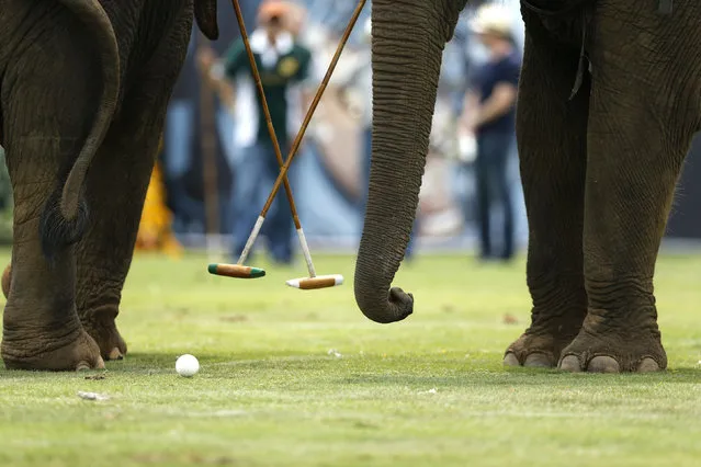 Elephants take part in an exhibition match during the annual charity King's Cup Elephant Polo Tournament at a riverside resort in Bangkok, Thailand March 10, 2016. (Photo by Jorge Silva/Reuters)