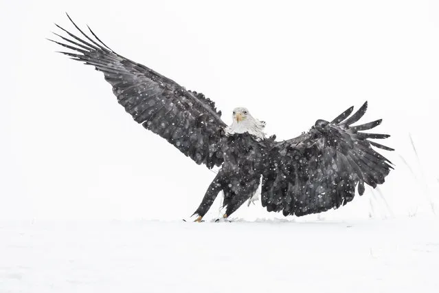A bald eagle is captured making a dramatic landing in the snow in Kachemak Bay State Park, Alaska in the last decade of January 2024. (Photo by Steven Blandin/Media Drum Images)