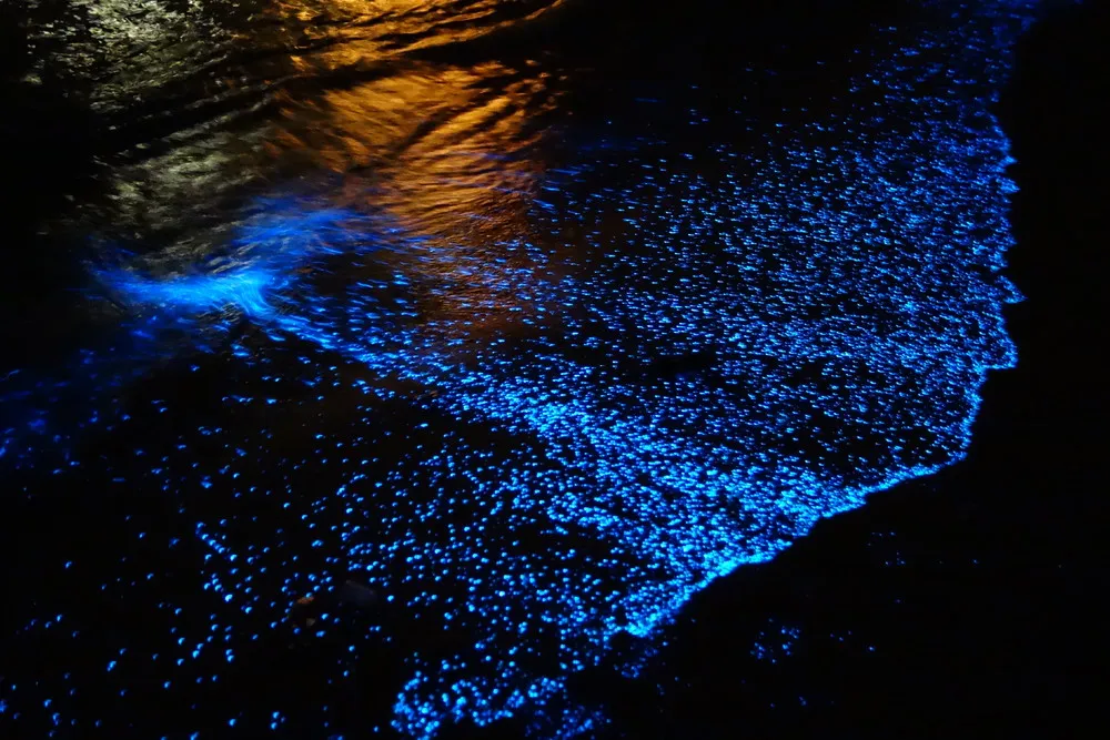 Bioluminescent Plankton Create Carpet of Stars on Maldives Beach