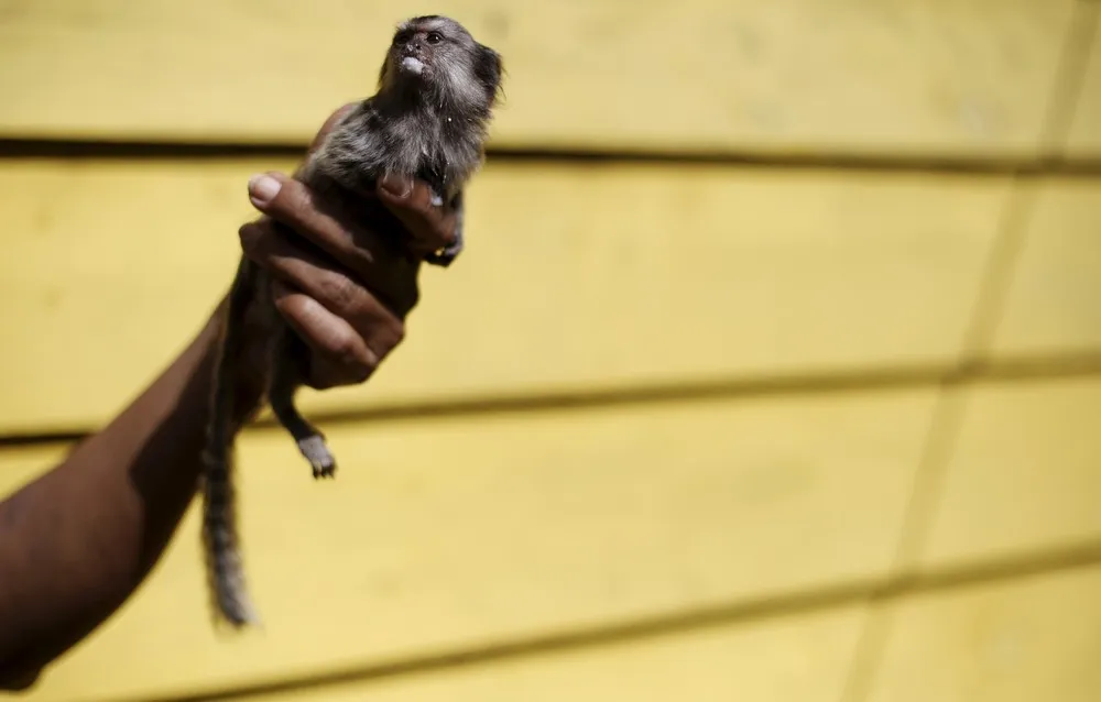 The Week in Pictures: Animals, April 24 – May 1, 2015