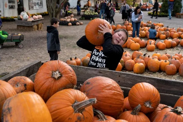 A young boy struggles to lift his chosen pumpkin at The Great Pumpkin Patch in Aurthur, Illinois, U.S. October 23, 2021. (Photo by Cheney Orr/Reuters)