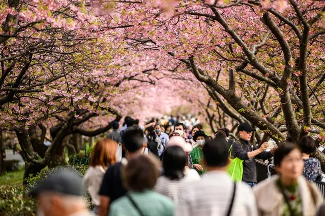 People walk underneath the Kawazu cherry blossom trees, one of the earliest blooming cherry blossoms in Japan, in Kawazu of Shizuoka Prefecture on February 20, 2024. (Photo by Philip Fong/AFP Photo)