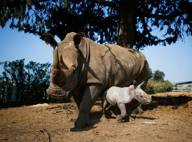 Rami, a white rhinoceros male calf, born about a week ago, stands next to his mother, Rihanna, at the Ramat Gan Safari Zoo, near Tel Aviv, Israel February 6, 2017. (Photo by Amir Cohen/Reuters)