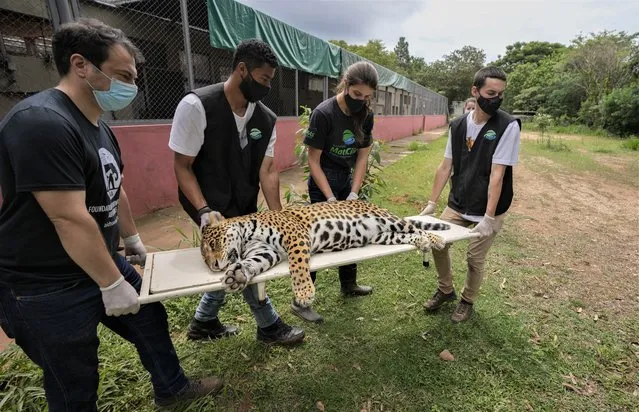 A sedated jaguar is carried to an operating room to undergo an artificial insemination procedure at the Mata Ciliar Association conservation center, in Jundiai, Brazil, Thursday, October 28, 2021. According to the environmental organization, the fertility program intends to develop a reproduction system to be tested on captive jaguars and later bring it to wild felines whose habitats are increasingly under threat from fires and deforestation. (Photo by Andre Penner/AP Photo)